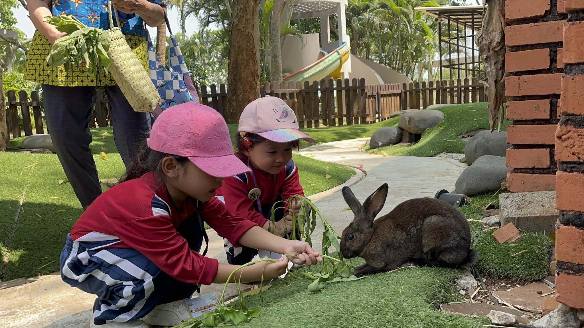 Dua siswa Playgroup memberi makan sayuran kepada seekor kelinci di mini zoo