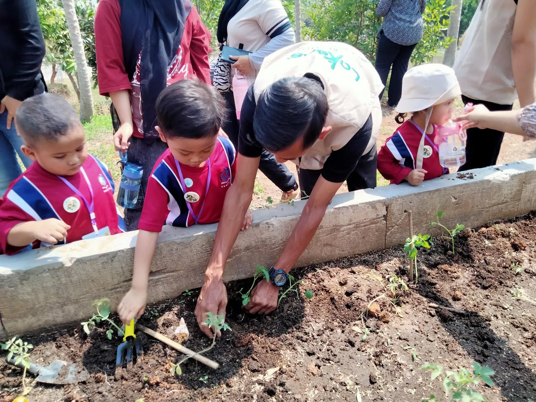 Siswa Playgroup memperhatikan anggota tim Lakers menanam bibit tomat di bedengan